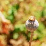 Opium w dziejach ludzkości – od lekarstwa do substancji uzależniającej